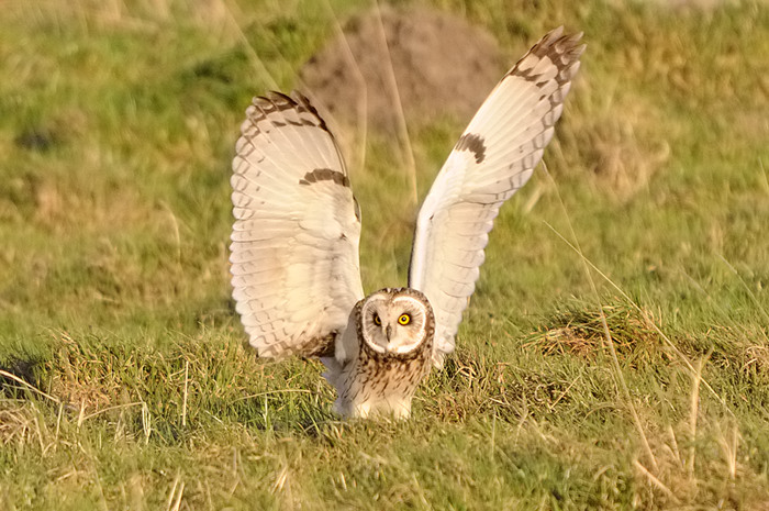 27.jpg - Velduil (Short-eared Owl, Asio Flammeus). Uitkerkse polders. 8/02/2008. Copyright: Joris Everaert. Nikon D300, Sigma APO 500mm f4.5 EX DG HSM